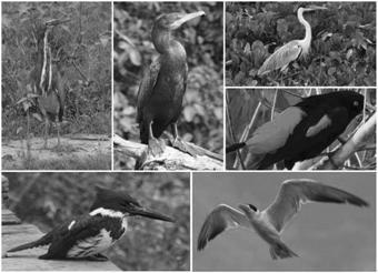 Любов і піраньї - pic_5.jpg