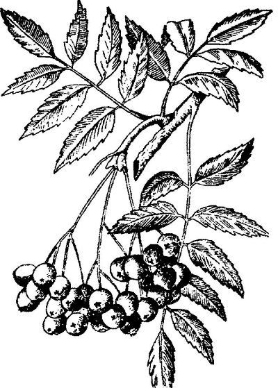 Энциклопедия славянской культуры, письменности и мифологии - i_584.jpg