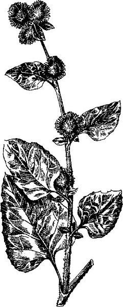 Энциклопедия славянской культуры, письменности и мифологии - i_620.jpg