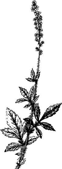 Энциклопедия славянской культуры, письменности и мифологии - i_628.jpg