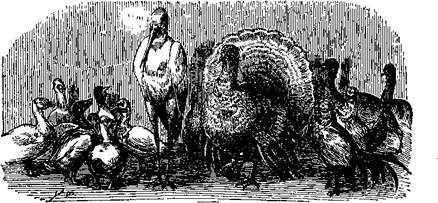 Сказки, рассказанные детям. Новые сказки - i_046.jpg