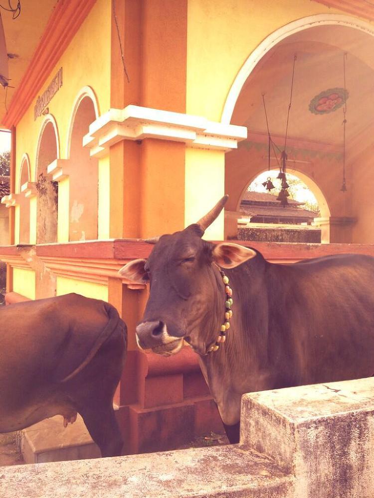 Что делать зимой в Гоа - image45_53f81f452ae392b611725fd3_jpg.jpeg