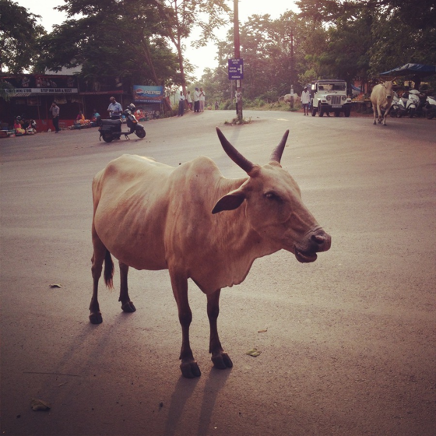 Что делать зимой в Гоа - image48_53f81ff02ae392b611725fe2_jpg.jpeg