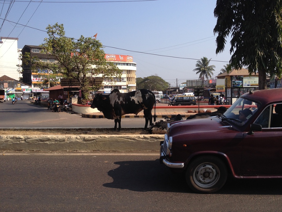 Что делать зимой в Гоа - image66_54018b2f3cc7cb6a6cc4fb85_jpg.jpeg