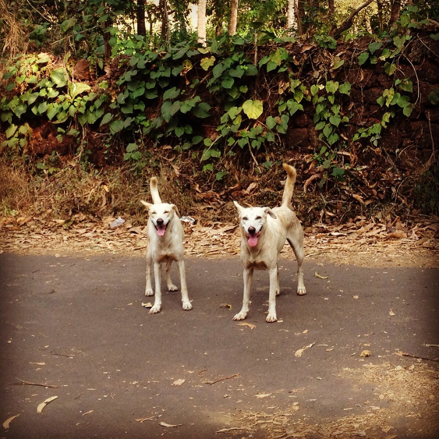 Что делать зимой в Гоа - image72_53f842832ae392b611726053_jpg.jpeg