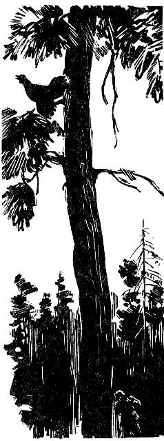 Пашка из Медвежьего лога - pic_26.jpg