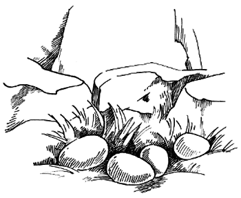 Таємничий острів - i_011.png