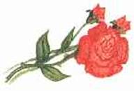 Кот в сапогах ищет клад - Any2FbImgLoader24