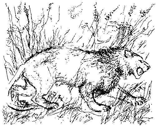 Каменный исполин (с илл.) - _101.png