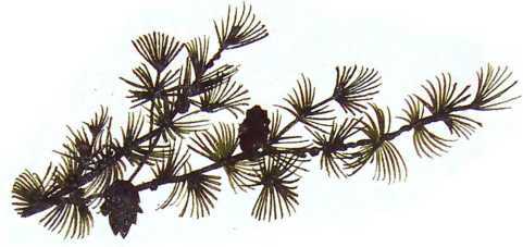 Семейный экипаж - i_011.jpg