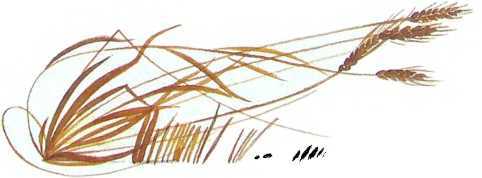 Семейный экипаж - i_015.jpg