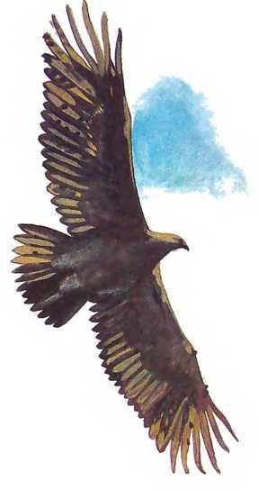 Семейный экипаж - i_030.jpg