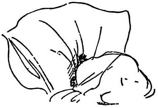 Паддингтон путешествует - i_067.jpg