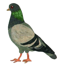 Питер Обыкновенный, или Младших братьев не выбирают - i_017.png