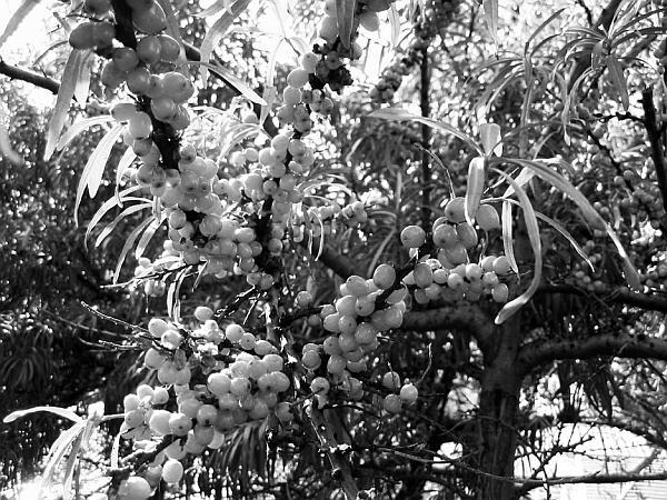 Экспресс-курс садовой обрезки - _114.jpg