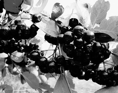 Экспресс-курс садовой обрезки - _115.jpg