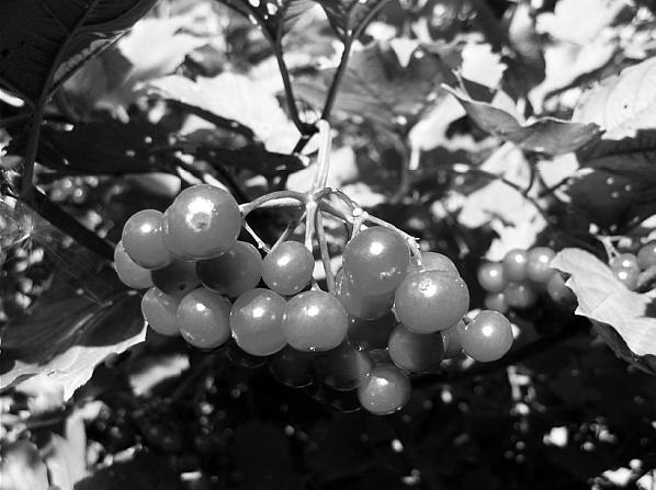 Экспресс-курс садовой обрезки - _116.jpg