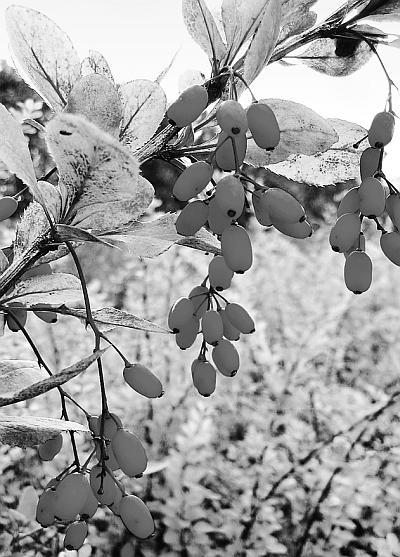 Экспресс-курс садовой обрезки - _117.jpg