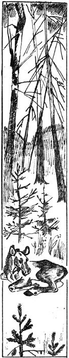 Таёжные рассказы - i_006.jpg