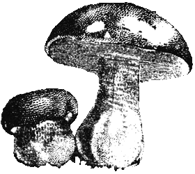 Бабушкина книжка - i_019.png