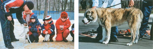 Лечебная кинология. Теоретические подходы и практическая реализация (с иллюстрациями) - pic_36.jpg