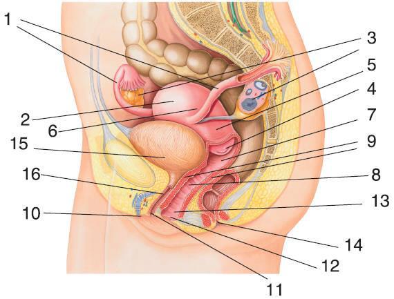 Откровенный разговор про это с подростком - i_110.jpg