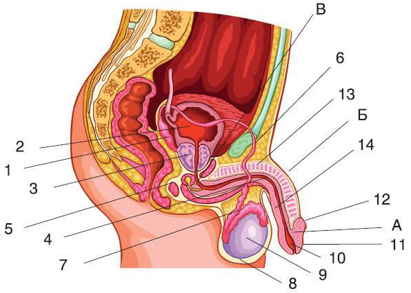 Откровенный разговор про это с подростком - i_111.jpg