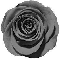 Of Beast and Beauty  - _4.jpg