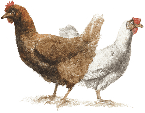 Приключения Пиноккио (Худ. Роберт Ингпен) - i_059.png