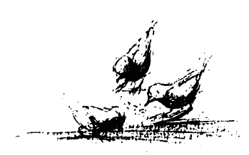 Остров на птичьей улице - i_008.png