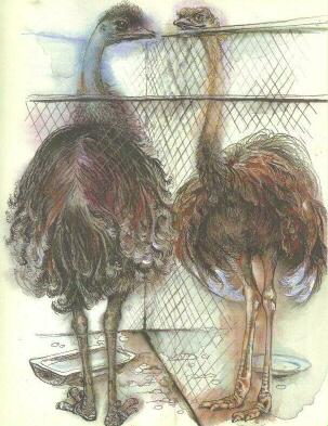 Про коалу Ушастика, черепаху Сарли и Карроинги-эму - img28.jpg