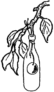 Колючий подарок - i_017.png