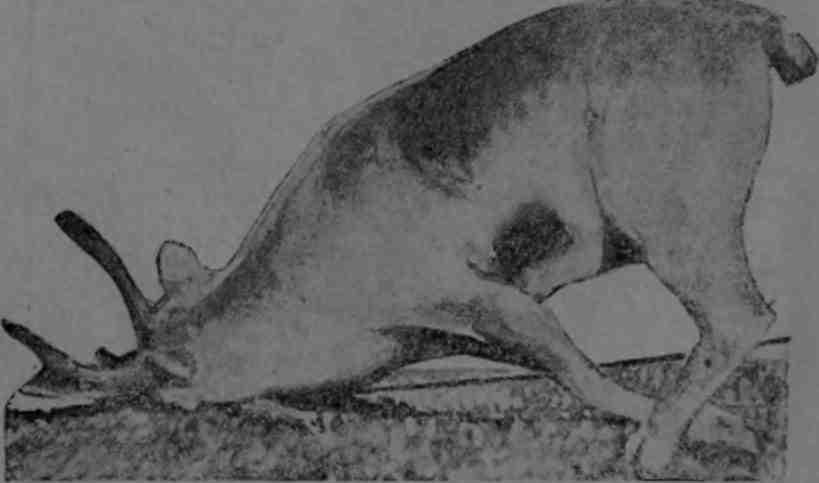 Полярная фактория - img_26.jpeg