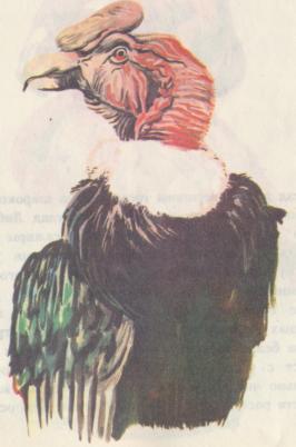 Буиде Марио - i_039.jpg