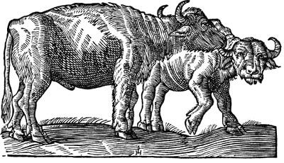 Сафари под Килиманджаро - i_007.jpg