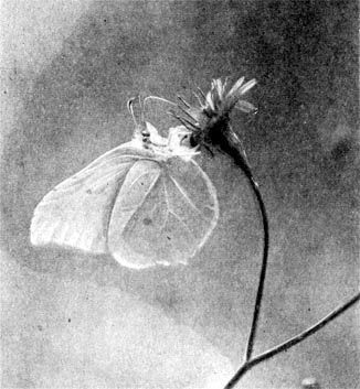 Жизнь леса - i_010.jpg