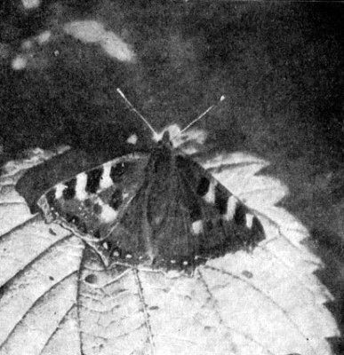 Жизнь леса - i_011.jpg