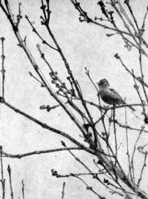 Жизнь леса - i_012.jpg