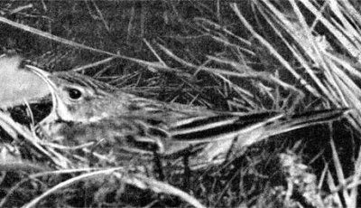 Жизнь леса - i_014.jpg