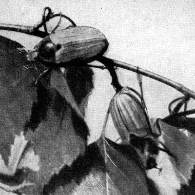 Жизнь леса - i_029.jpg