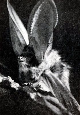 Жизнь леса - i_031.jpg