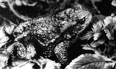 Жизнь леса - i_070.jpg