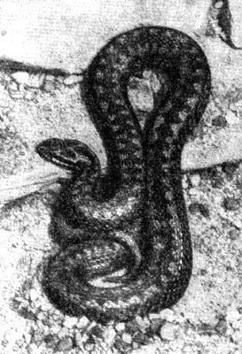 Жизнь леса - i_071.jpg