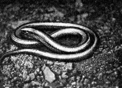 Жизнь леса - i_072.jpg