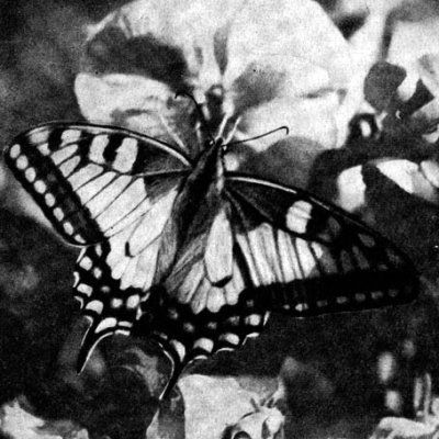 Жизнь леса - i_074.jpg