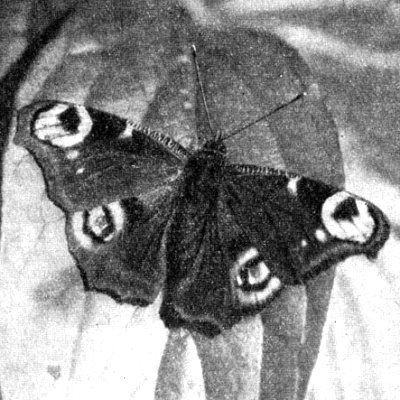 Жизнь леса - i_075.jpg