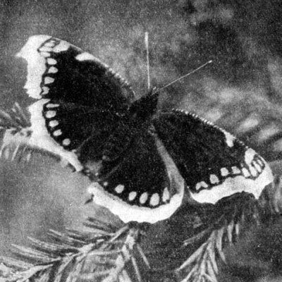 Жизнь леса - i_076.jpg