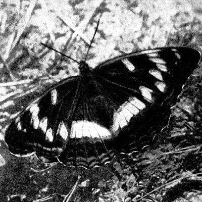 Жизнь леса - i_078.jpg