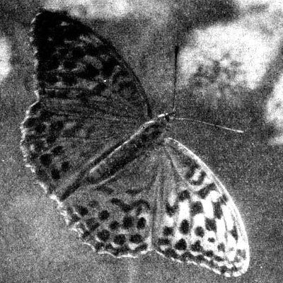 Жизнь леса - i_079.jpg