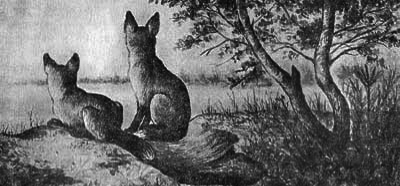 Лисица - img_2.png